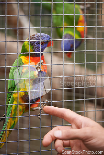 Image of Hand, person and parrots in a cage, nature and habitat with bird sanctuary, zoo and environment. Human, animals or ecology with feathers or wildlife in a park with garden, outdoor or sustainability