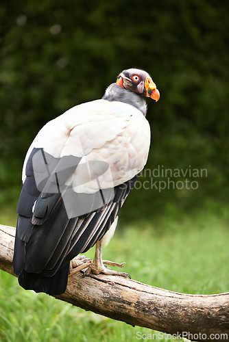 Image of Vulture or bird, branch and nature in zoo for food, relaxation and standing in landscape. Wildlife, carnivore animal or bird with feathers in outside environment with wooden and grass in countryside