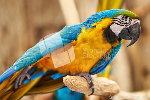 Image of Parrots, cage and feathers with branch, park and garden with birds sanctuary and natural with wildlife or habitat. Avian, sustainability and tropical species with wings and zoo with ecosystem and pet