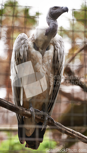 Image of Griffon vulture or bird, branch and outdoors in nature with feathers, landscape or farm to hunt food. Wildlife, carnivore animal or prey in zoo environment with tress and grass in countryside