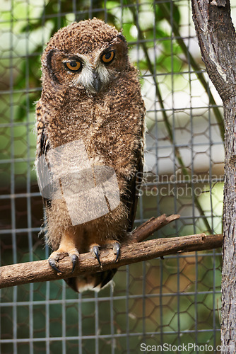 Image of Animal, zoo and bird with owl in nature for environment, wildlife and predator. Farm, endangered species and habitat with wood in outdoors of park sanctuary for curious, mammal and exotic aviary