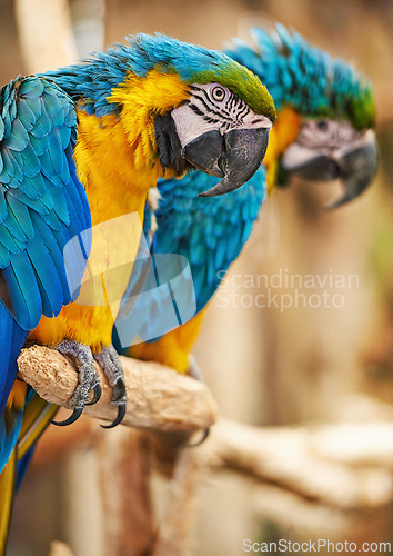 Image of Parrots, cage and feathers with nature, pet and park with birds sanctuary and natural with wildlife or habitat. Avian, sustainability and tropical species with wings and zoo with ecosystem and garden