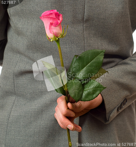 Image of Surprise Rose