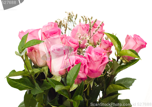 Image of Isolated Fresh Roses