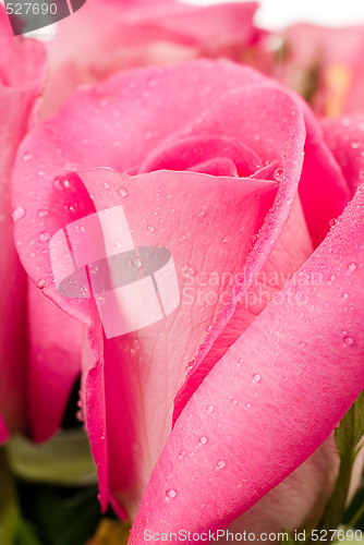 Image of Macro Rose