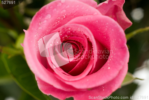 Image of Single Rose