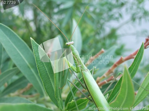 Image of chilling mantis