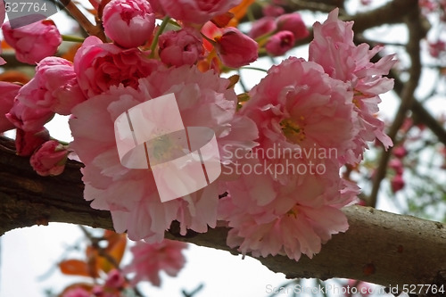 Image of cherry blossom