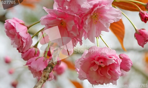 Image of cherry blossom