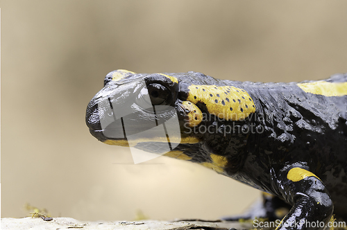 Image of closeup of fire salamander in natural habitat