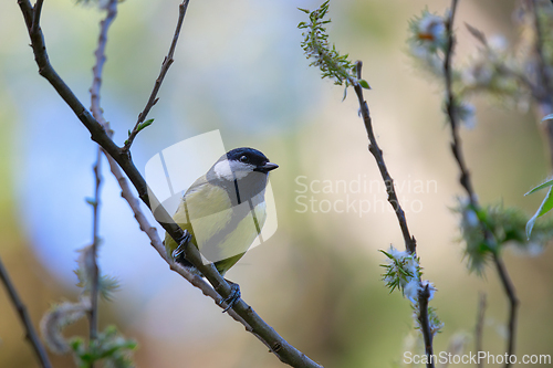 Image of great tit in beautiful light