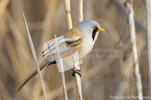 Image of male bearded reedling perched on reed twig
