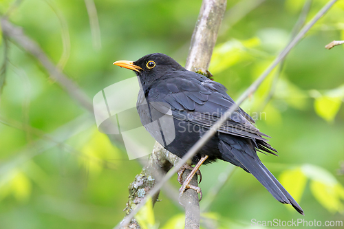 Image of male common blacbird perched on branch