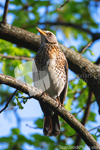 Image of male fieldfare perched on tree