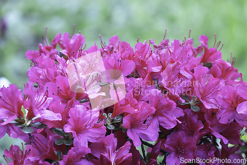 Image of pink Rhododendron molle flowers