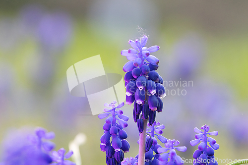 Image of Pseudomuscari azureum over out of focus background