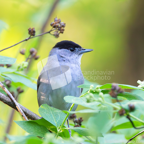 Image of side view of male eurasian blackcap