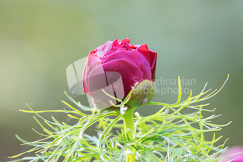 Image of steppe peony closeup focus stack