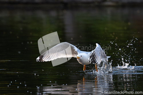 Image of yellow legged gull taking flight