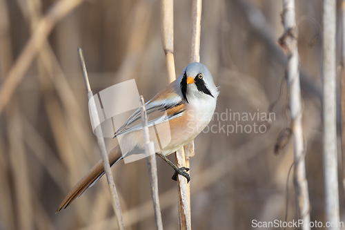 Image of awesome male bearded reedling