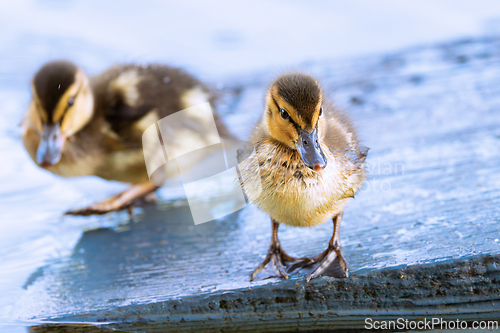 Image of awesome newborn mallard ducklings