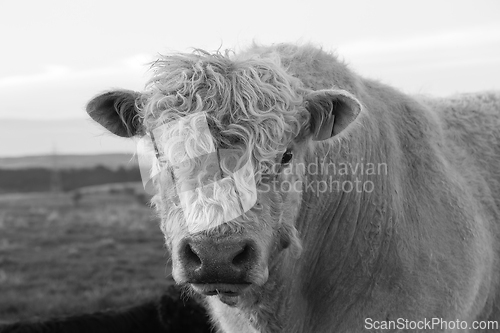 Image of black and white portrait of a galloway bull