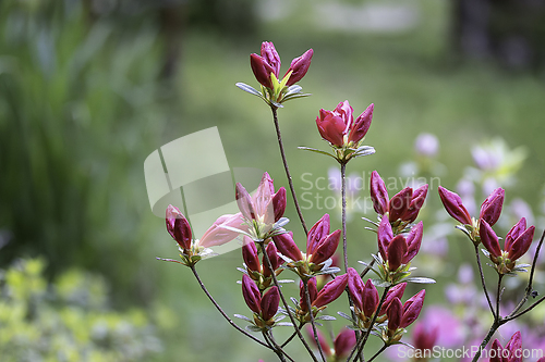 Image of buds of Rhododendron molle Hiroka