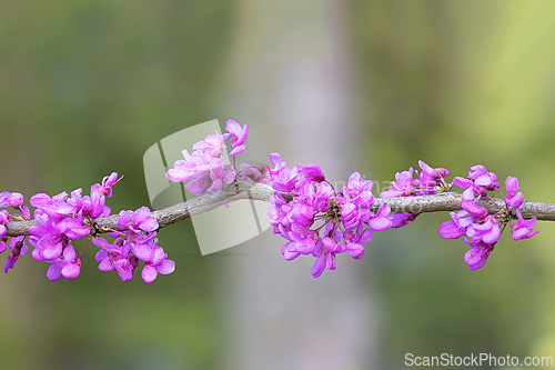 Image of Cercis chinensis in full bloom