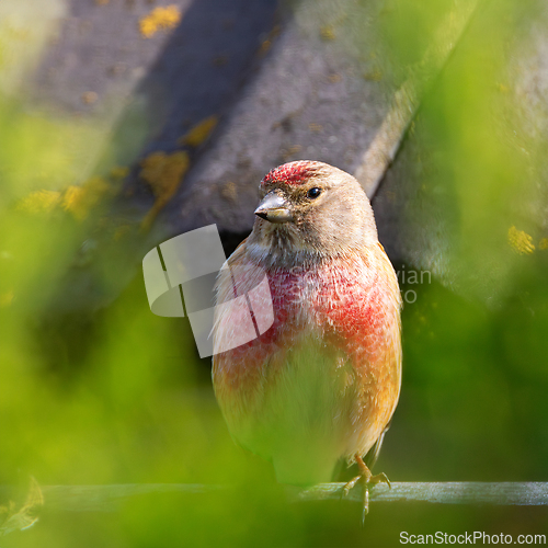 Image of common linnet in breeding plumage