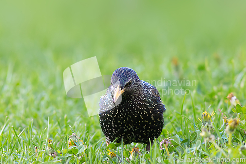 Image of curious starling in breeding plumage