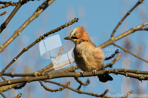Image of eurasian jay up in a tree