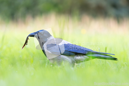 Image of hooded crow hunting for newts