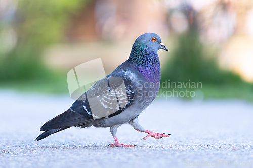 Image of proud pigeon walking on park alley