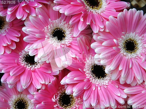 Image of Pink Gerber flowers - background