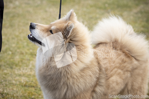 Image of Eurasier Dog