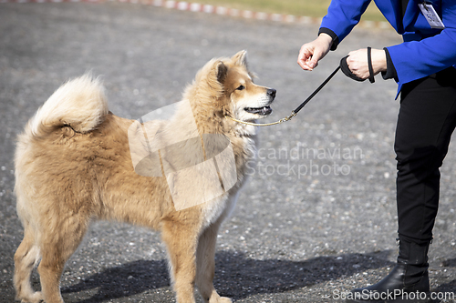 Image of Eurasier Dog