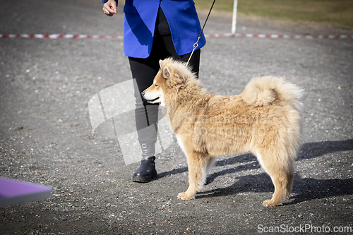 Image of Eurasier Dog