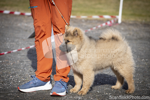 Image of Eurasier Dog