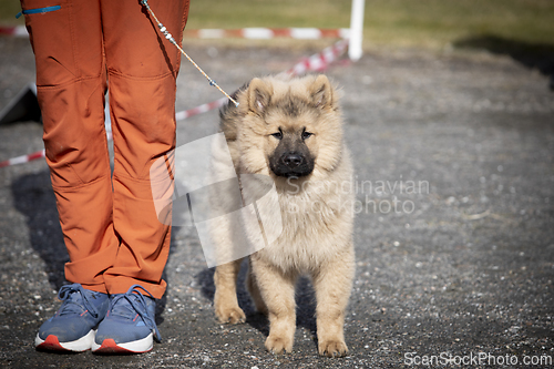 Image of Eurasier Dog