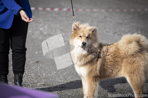 Image of Eurasier Dog