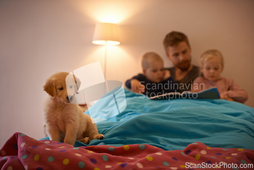 Image of Night, kids or father reading book in bed for learning, education or storytelling at home with dog. Family, relax or dad with children siblings for a fun fantasy with a pet puppy or golden retriever