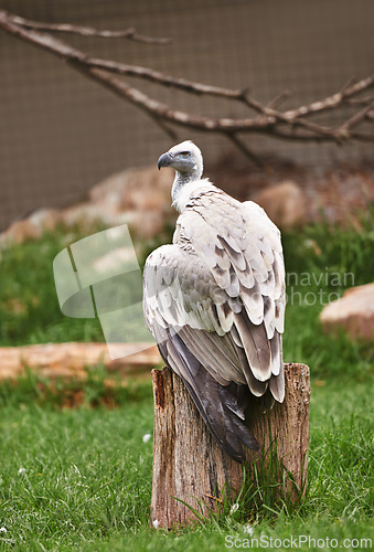Image of Vulture or bird, stump and sit outdoor in nature with feathers, landscape or farm to hunt. Wildlife, carnivore animal or birds of prey in zoo environment with wooden and grass in countryside
