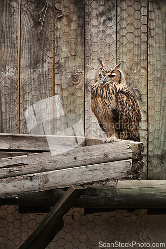 Image of Owl, farm and outdoor by wood, fence and exotic animal for endangered species on box. Birds of prey, zoo and plank for feathers, wildlife and cute in nature for park and ecosystem outside portrait