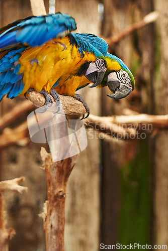 Image of Parrots, cage and feathers with nature, park and wings with birds sanctuary and natural with wildlife or habitat. Avian, sustainability and tropical species with pet and zoo with ecosystem and garden