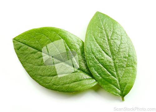 Image of fresh green leaves