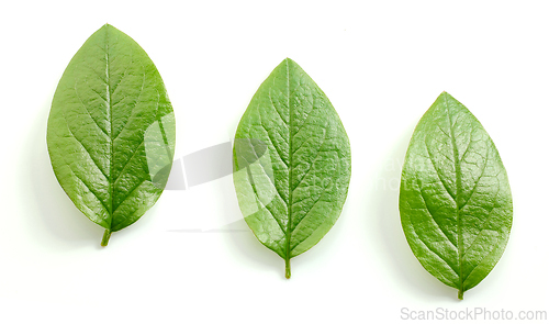 Image of fresh green leaves
