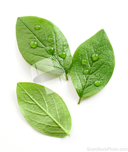 Image of fresh green leaves
