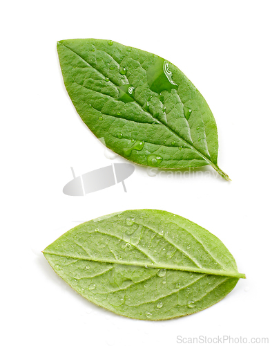 Image of two fresh green leaves
