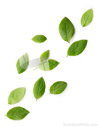 Image of fresh green leaves