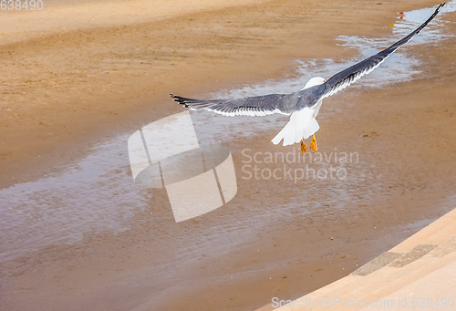 Image of Seagull over Pleasure Beach in Blackpool (HDR)